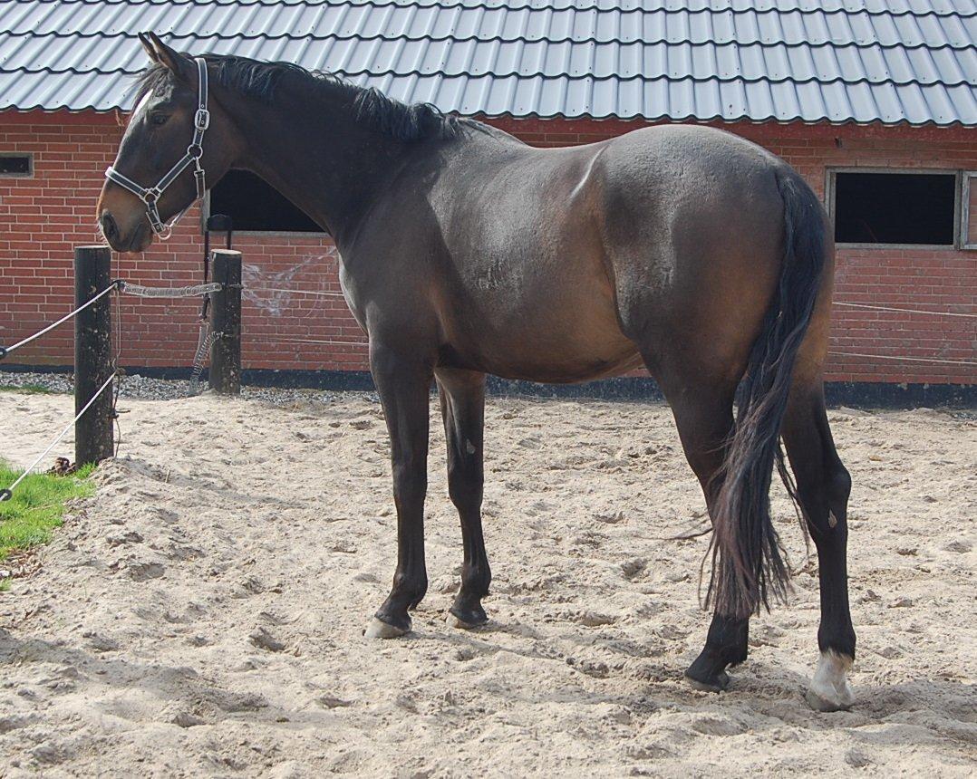 Dansk Varmblod Solgårdens Rasmus R.I.P. - 17 April 2011 - Knap 3 år gammel billede 13