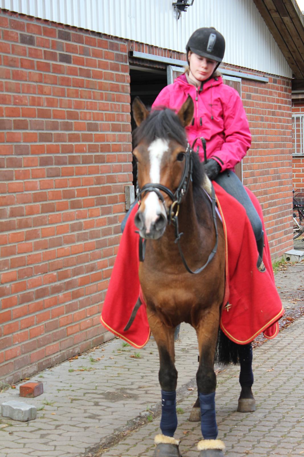 New Forest Egeballes Petroleum billede 3