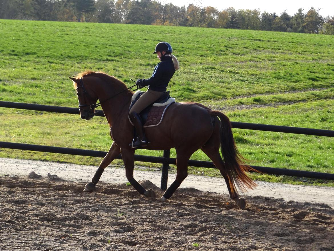 Dansk Varmblod Elverhøjs La Cour - NYT! 25/10 2012 billede 12