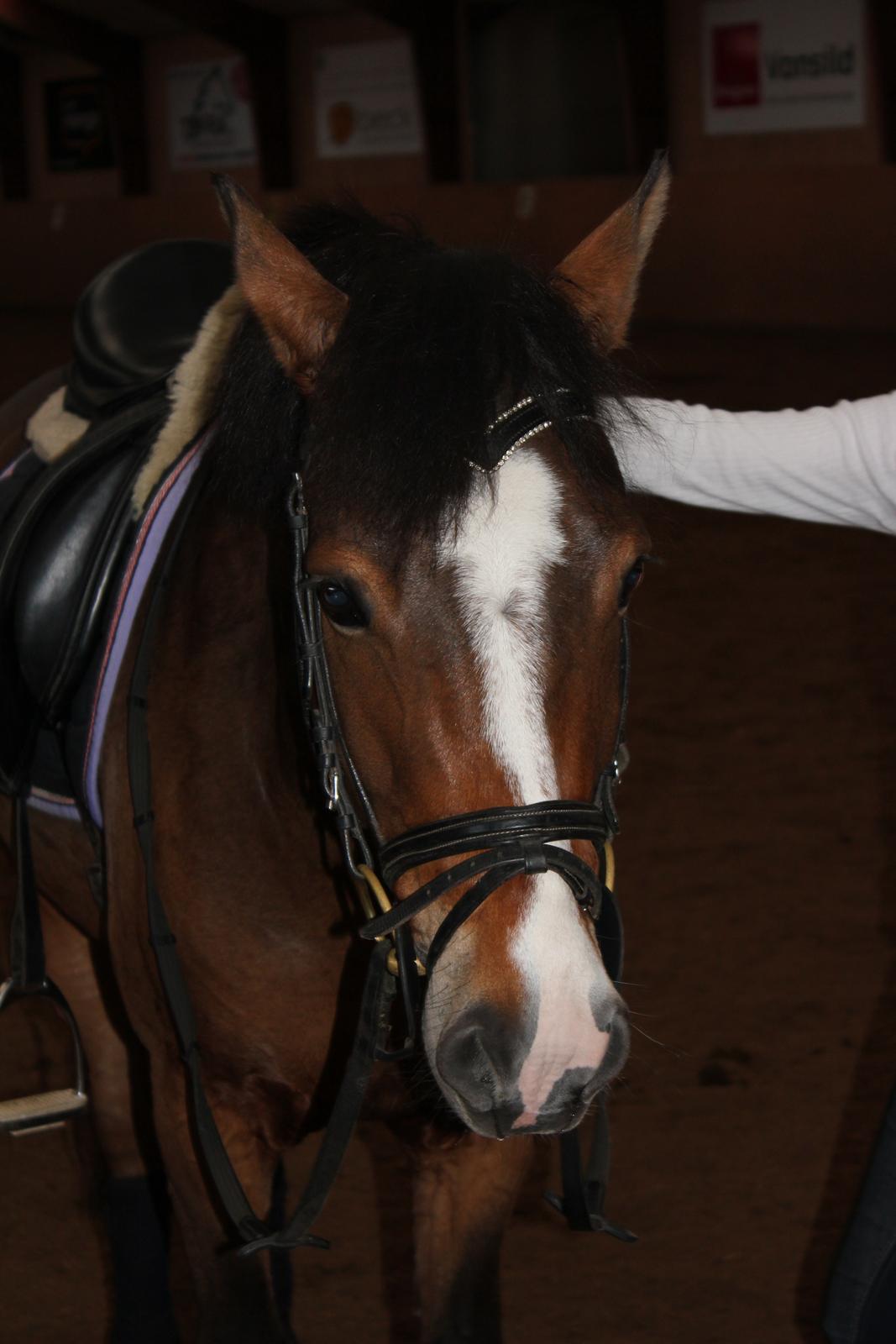 New Forest Egeballes Petroleum billede 5