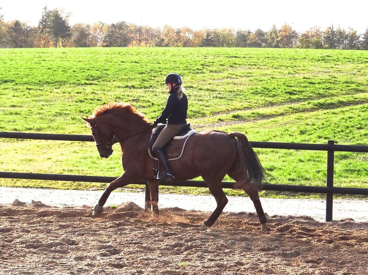 Dansk Varmblod Elverhøjs La Cour - NYT! 25/10 2012 billede 14