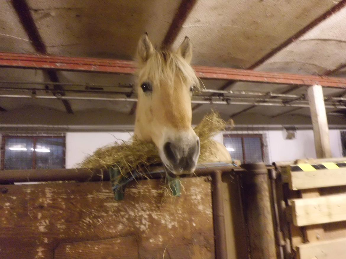 Fjordhest Casper Hedelund - Casper i hans boks :) billede 15