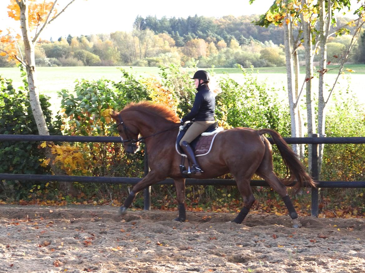 Dansk Varmblod Elverhøjs La Cour - NYT! 25/10 2012 billede 15