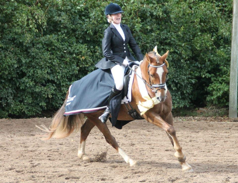 Welsh Cob (sec D) Fronerthig Red Hot Chili billede 13