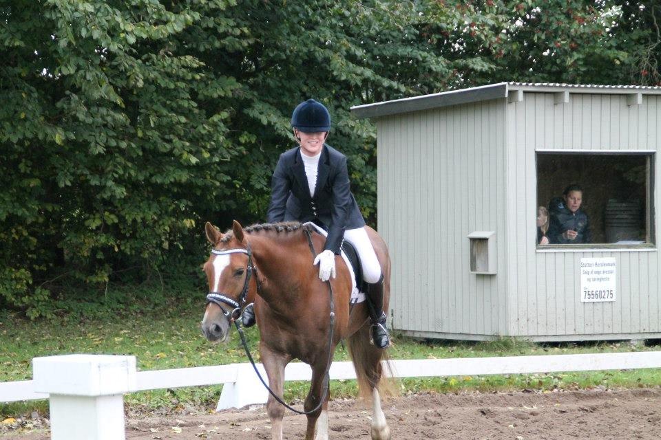 Welsh Cob (sec D) Fronerthig Red Hot Chili billede 14