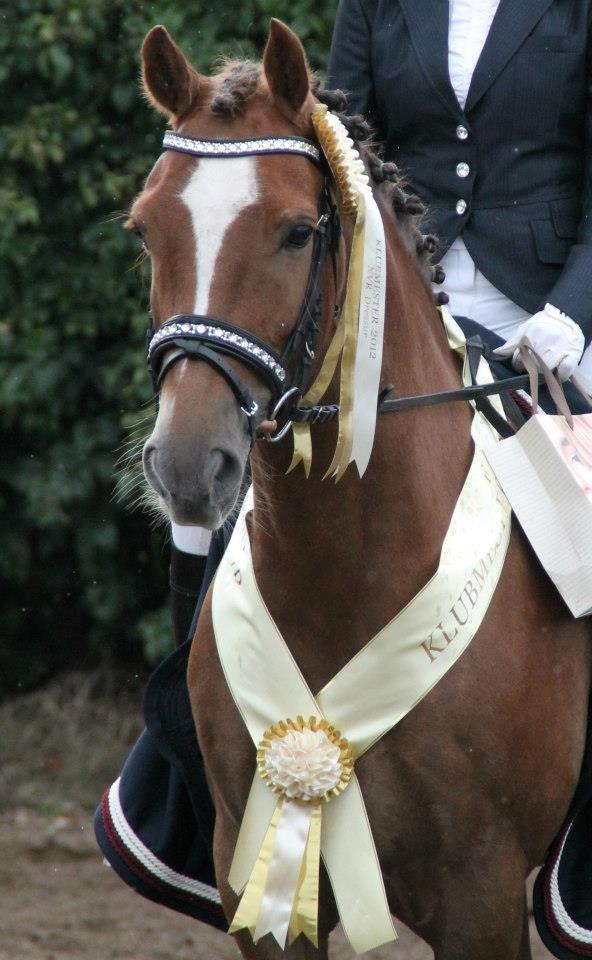 Welsh Cob (sec D) Fronerthig Red Hot Chili billede 16