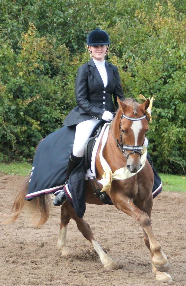 Welsh Cob (sec D) Fronerthig Red Hot Chili billede 1