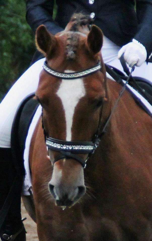 Welsh Cob (sec D) Fronerthig Red Hot Chili billede 17