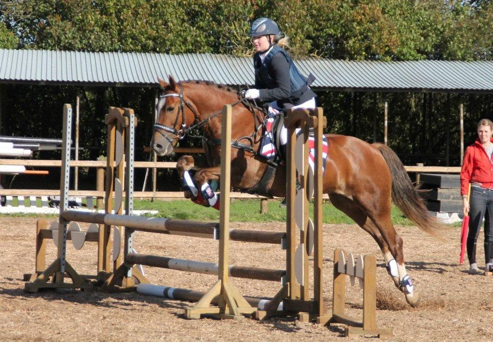 Welsh Cob (sec D) Fronerthig Red Hot Chili billede 2