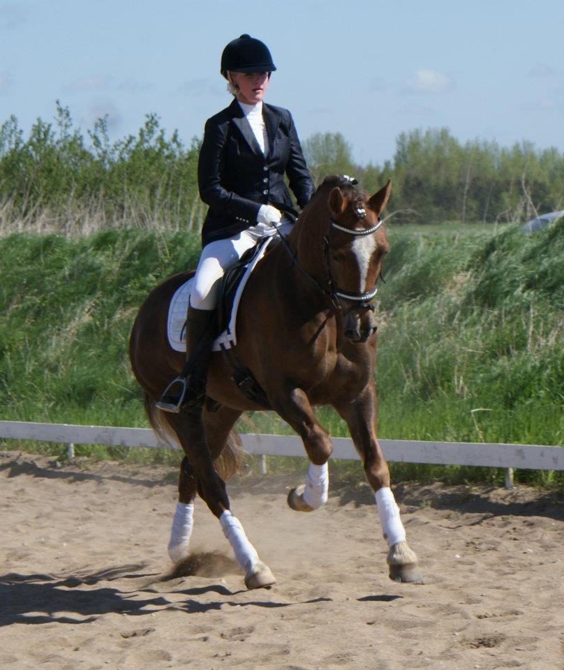 Welsh Cob (sec D) Fronerthig Red Hot Chili billede 18