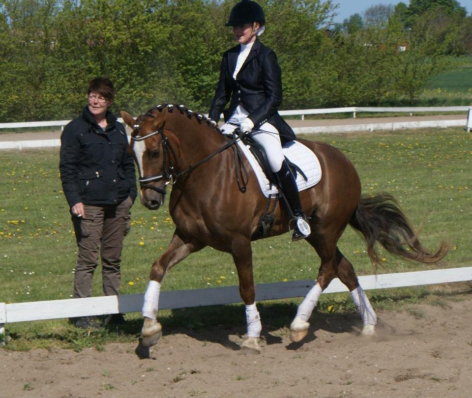 Welsh Cob (sec D) Fronerthig Red Hot Chili billede 7