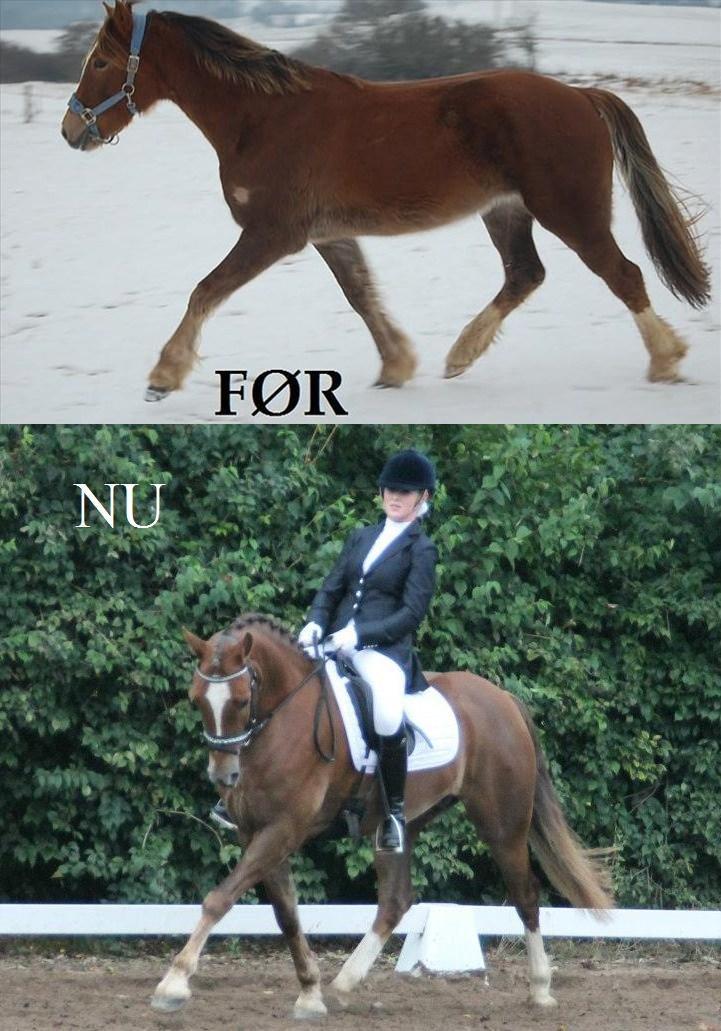 Welsh Cob (sec D) Fronerthig Red Hot Chili billede 19