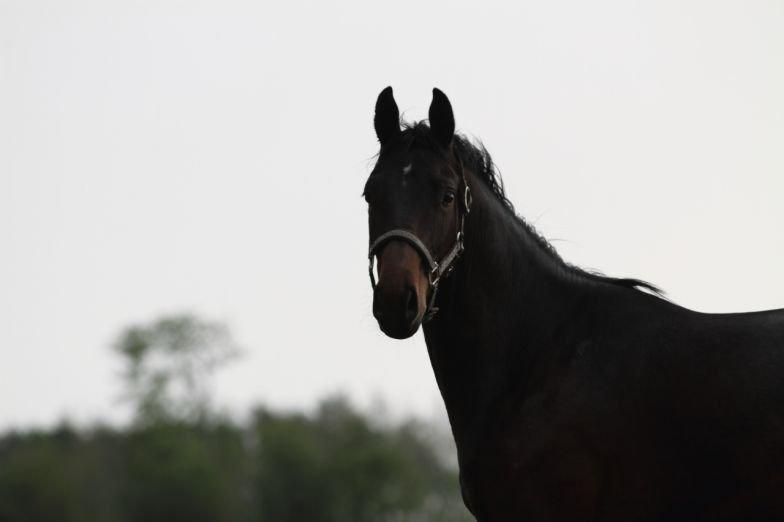 Dansk Varmblod Victory billede 1