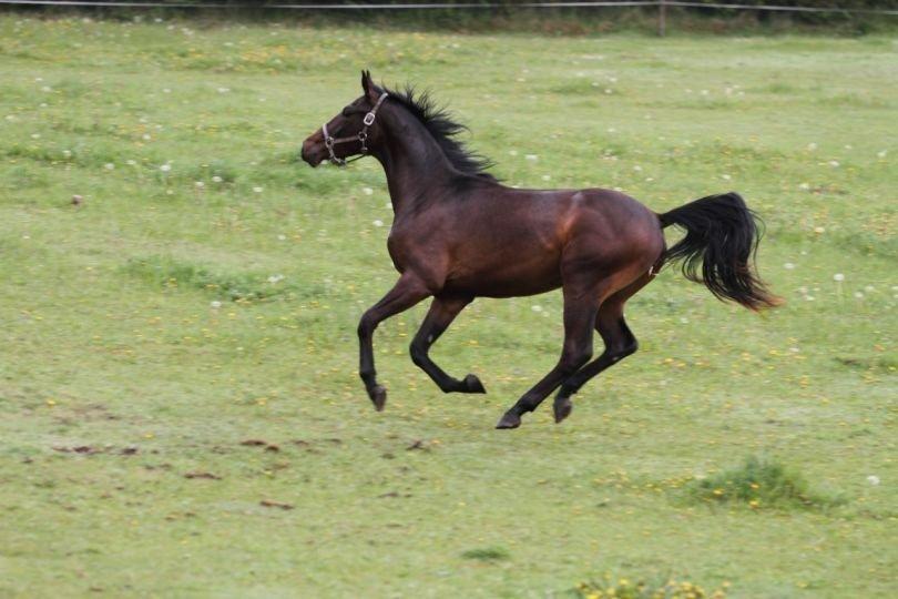 Dansk Varmblod Victory billede 2