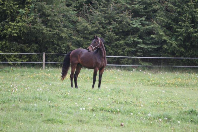 Dansk Varmblod Victory billede 3