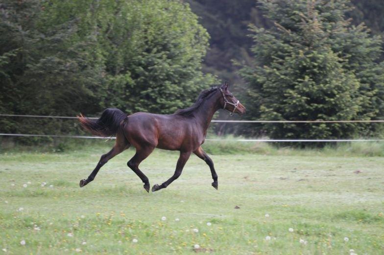 Dansk Varmblod Victory billede 4