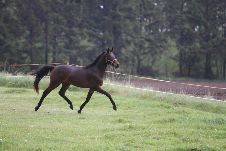 Dansk Varmblod Victory billede 5