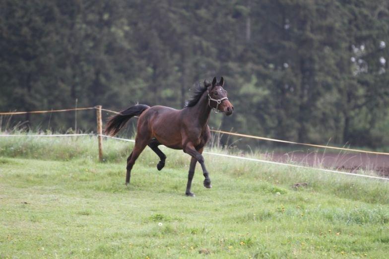 Dansk Varmblod Victory billede 6