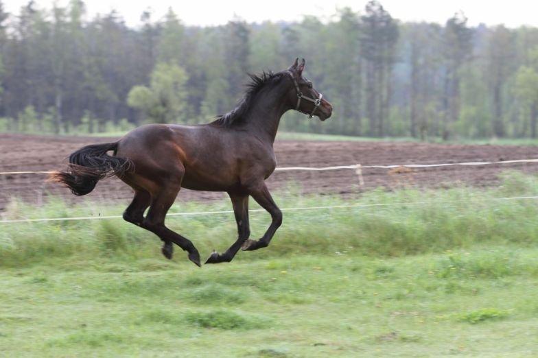 Dansk Varmblod Victory billede 7