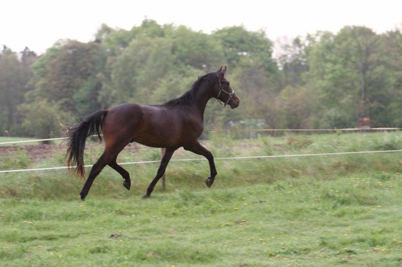 Dansk Varmblod Victory billede 8