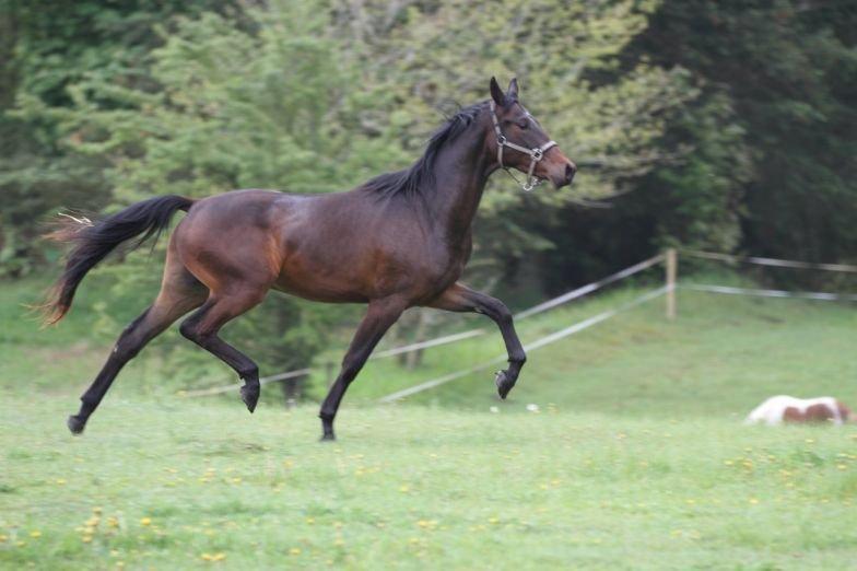 Dansk Varmblod Victory billede 9