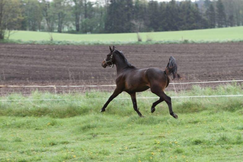 Dansk Varmblod Victory billede 10