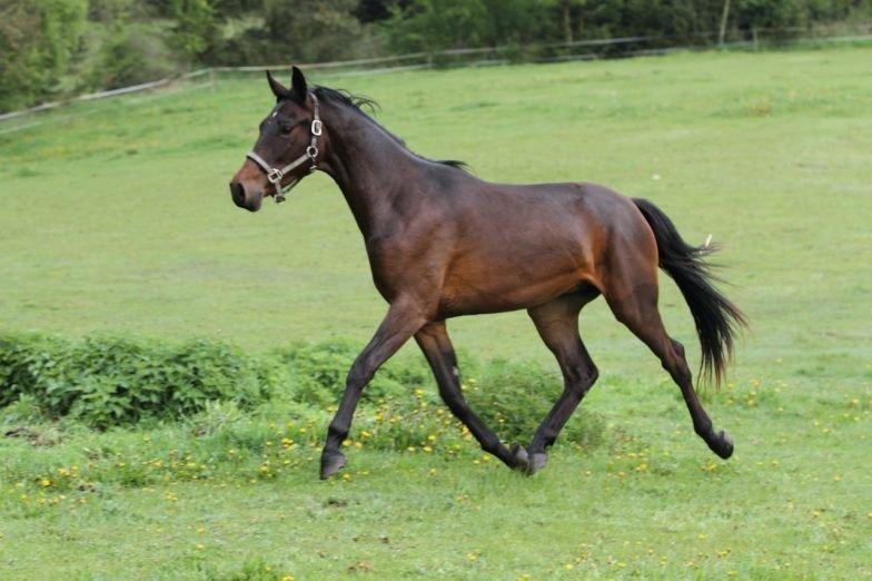 Dansk Varmblod Victory billede 11