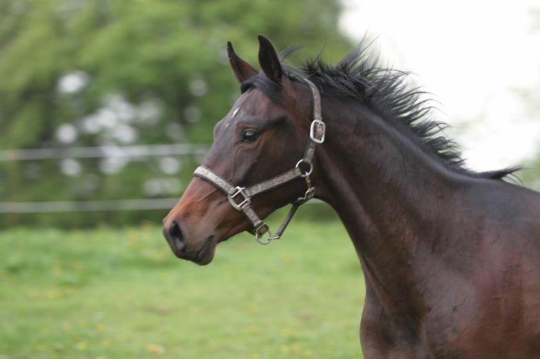 Dansk Varmblod Victory billede 12