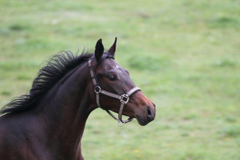 Dansk Varmblod Victory billede 13