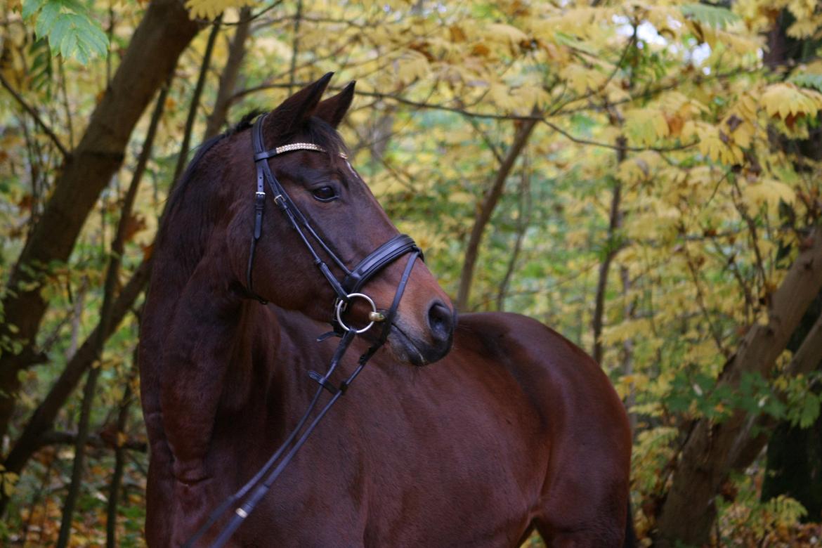 Trakehner Rebecca aka Pølsen - Efterårsmodel oktober 2012 billede 24