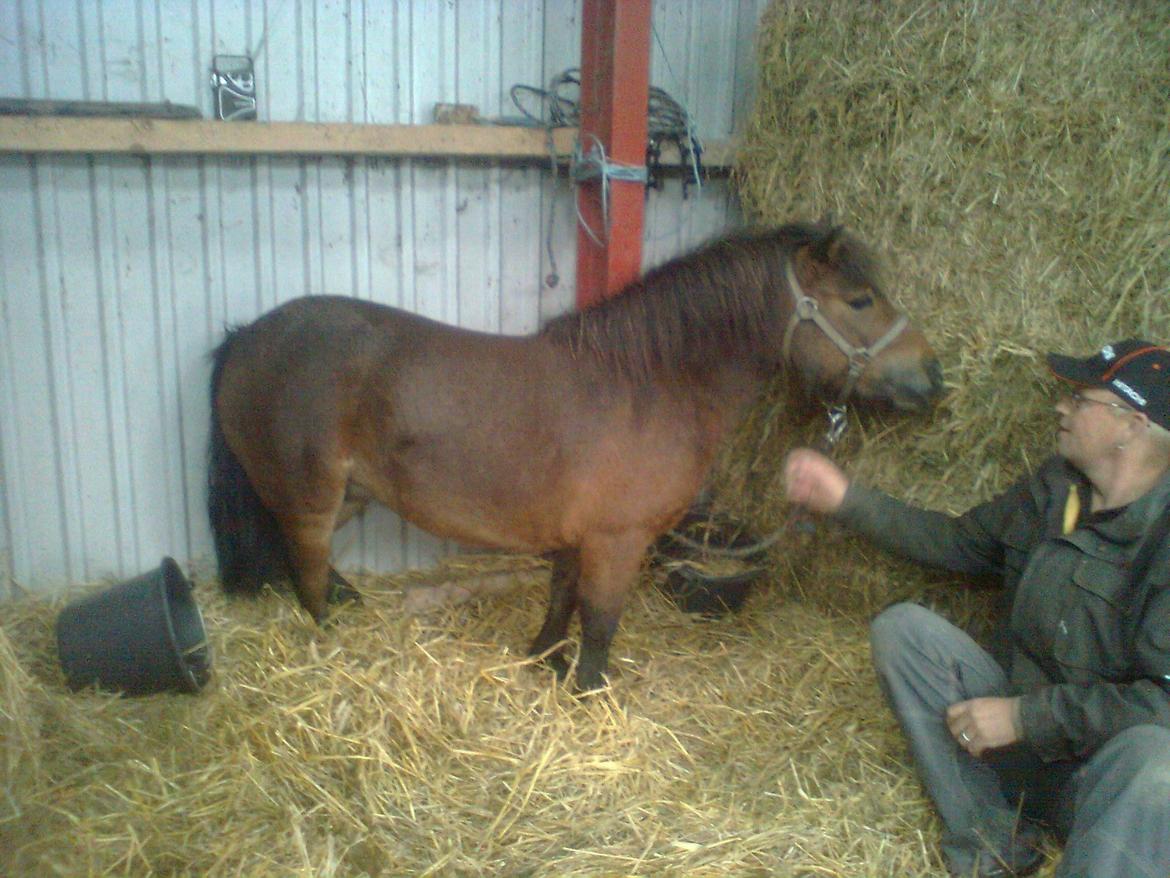 Shetlænder Sofia Karstin billede 1