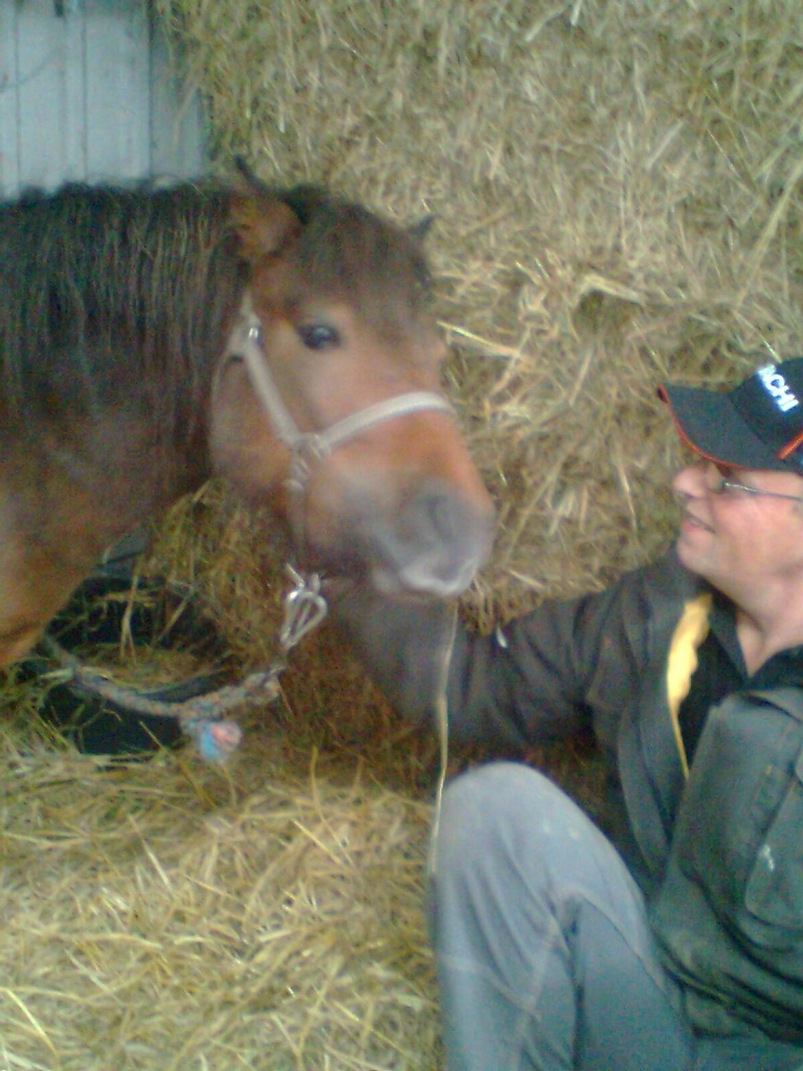 Shetlænder Sofia Karstin billede 2