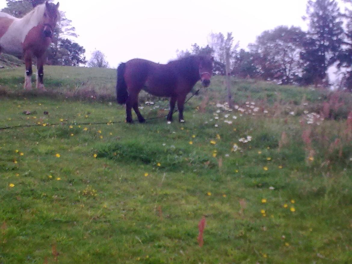Shetlænder Sofia Karstin billede 4