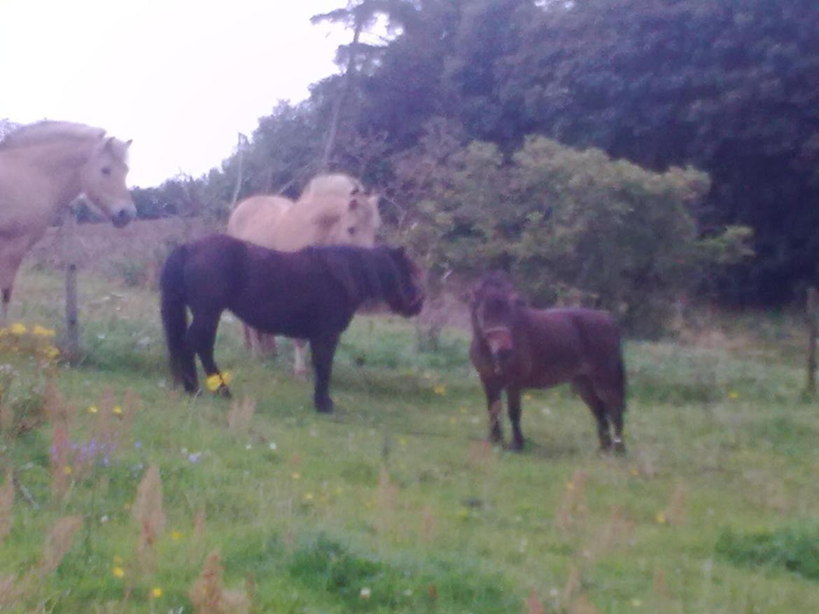 Shetlænder Sofia Karstin billede 5