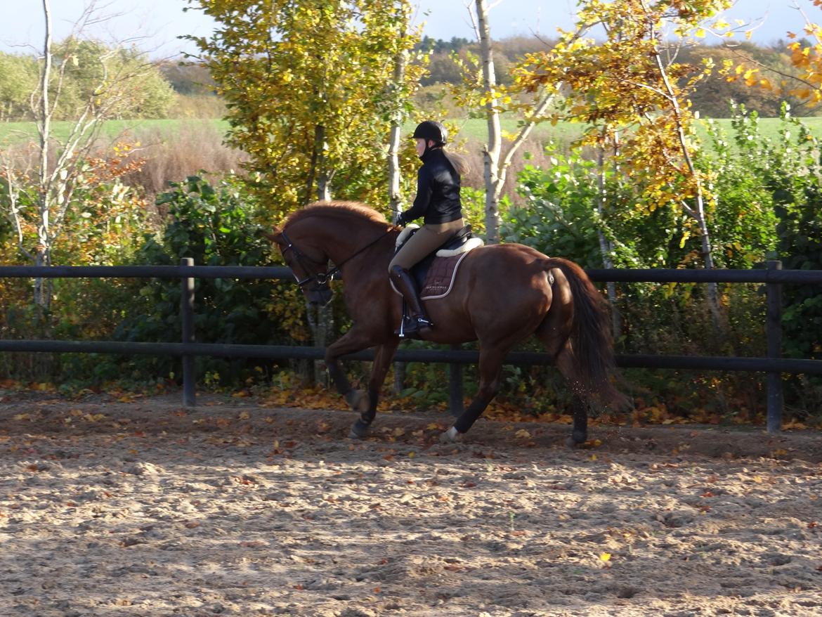 Dansk Varmblod Elverhøjs La Cour - NYT! 25/10 2012 billede 16