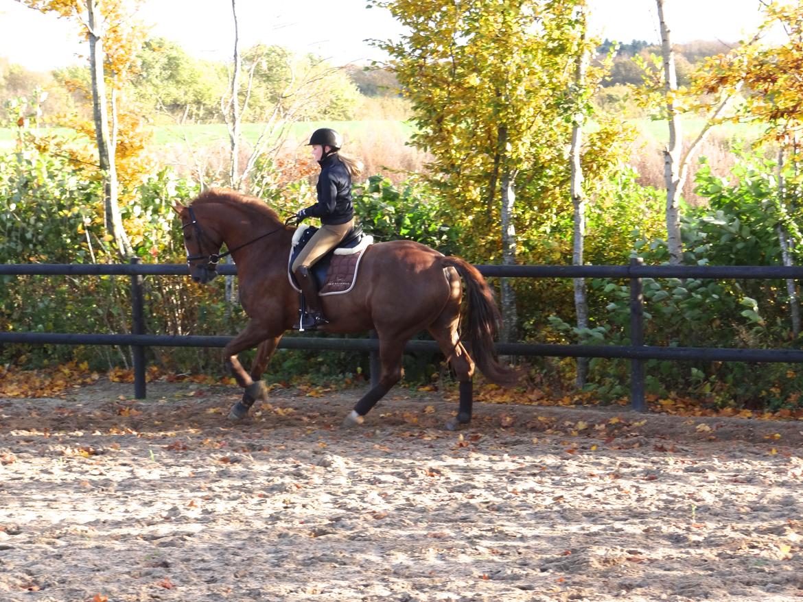 Dansk Varmblod Elverhøjs La Cour - NYT! 25/10 2012 billede 17