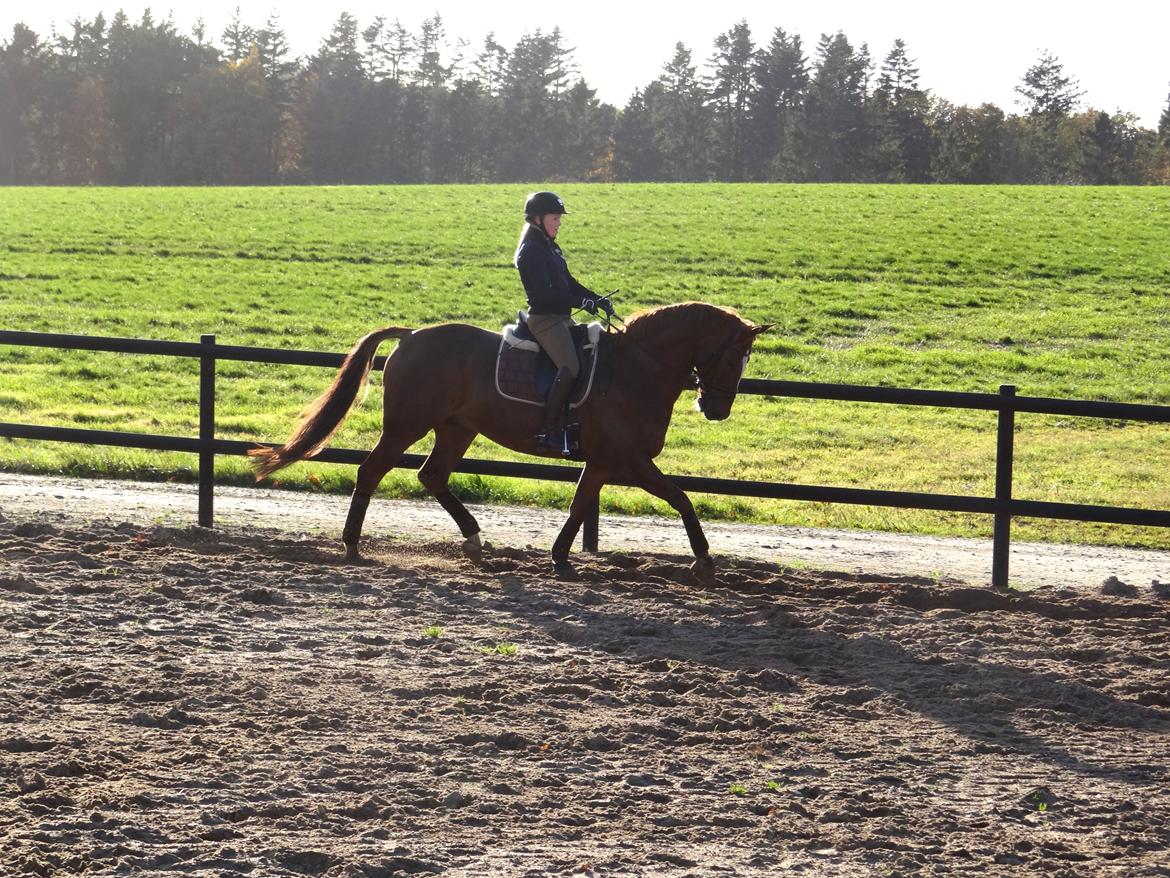Dansk Varmblod Elverhøjs La Cour - NYT! 25/10 2012 billede 18