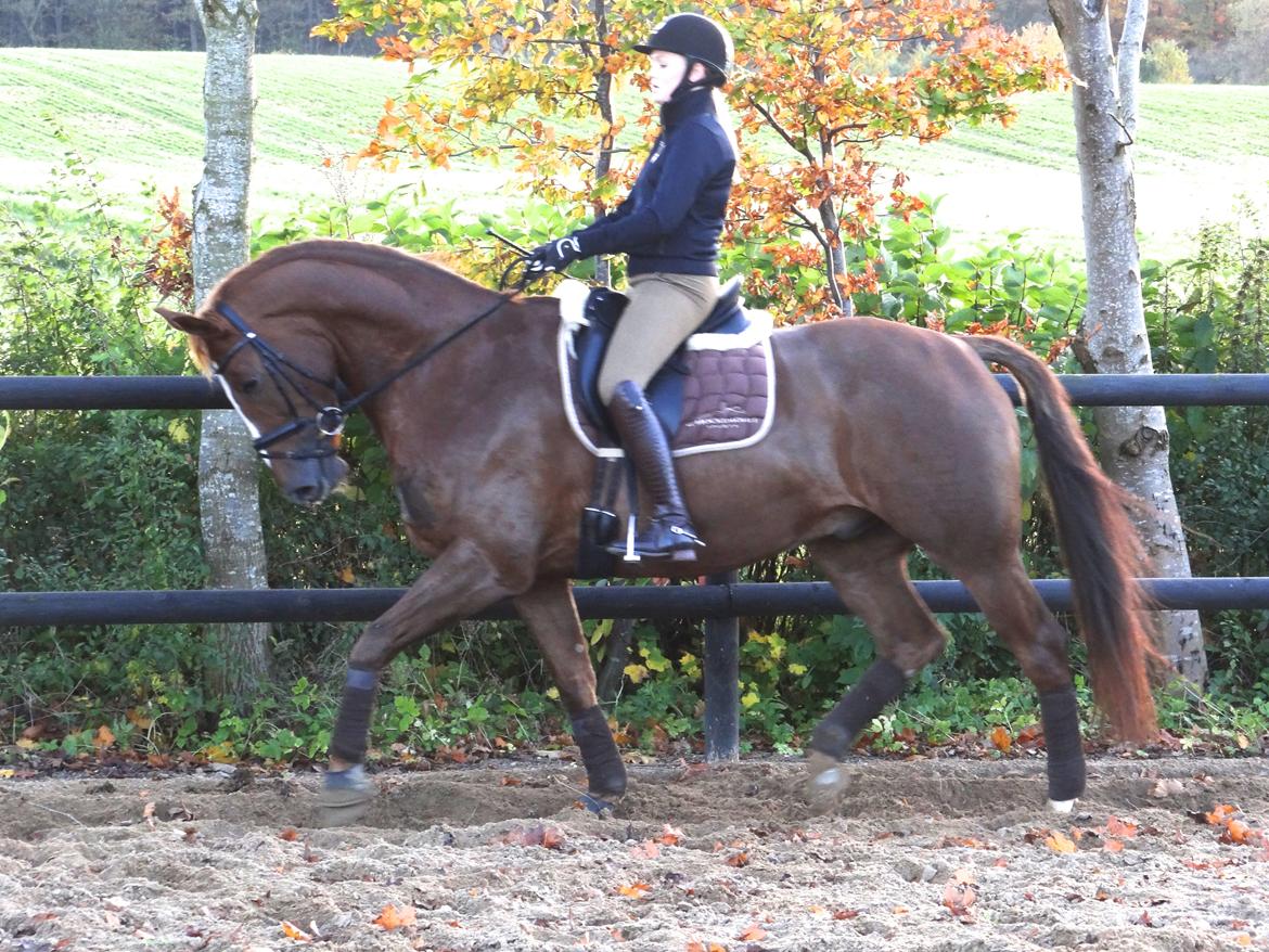 Dansk Varmblod Elverhøjs La Cour - NYT! 25/10 2012 billede 1