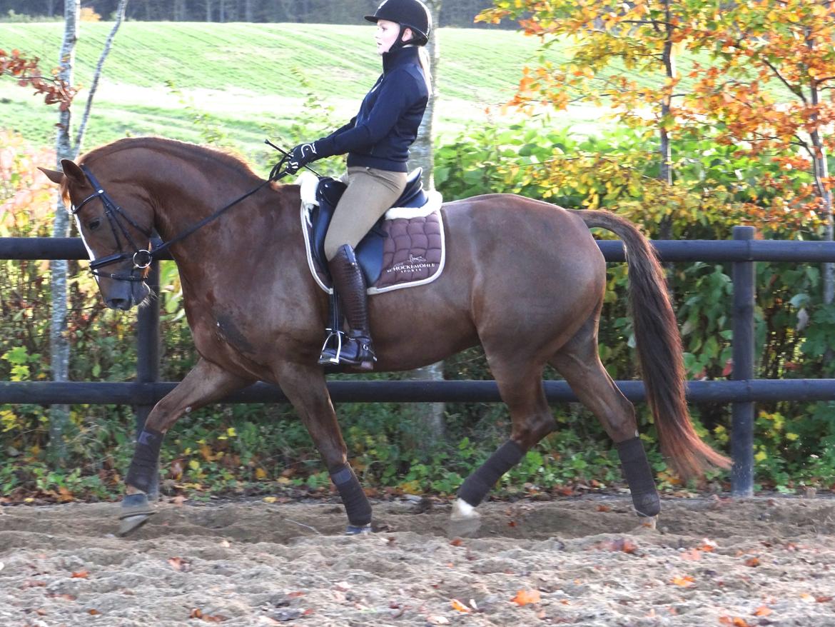 Dansk Varmblod Elverhøjs La Cour - NYT! 25/10 2012 billede 19