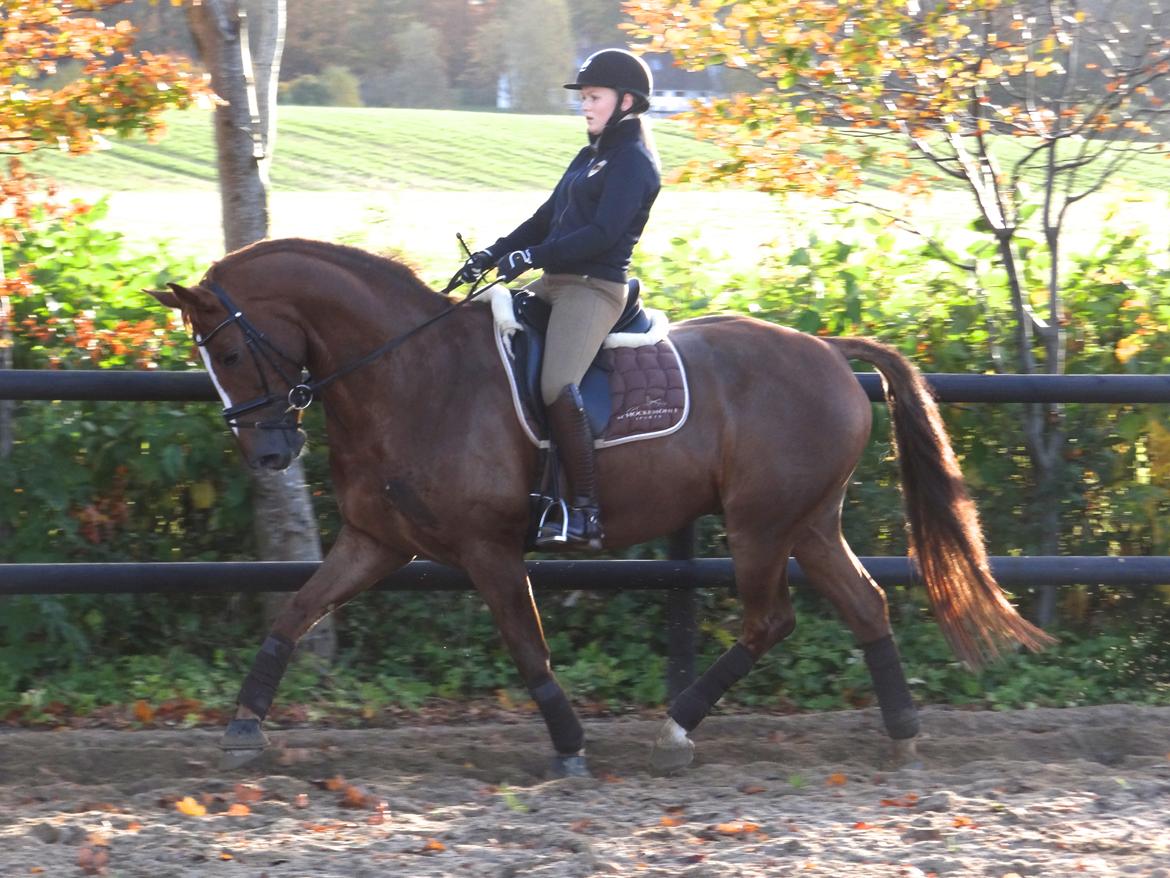 Dansk Varmblod Elverhøjs La Cour - NYT! 25/10 2012 billede 20