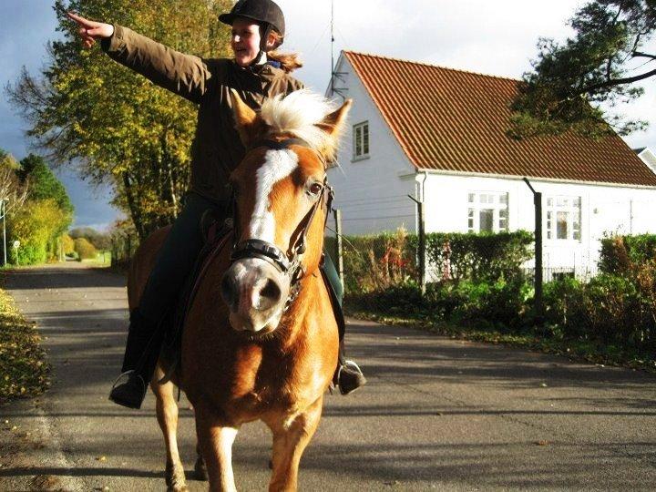 Haflinger Nina [Himmelhest] billede 20