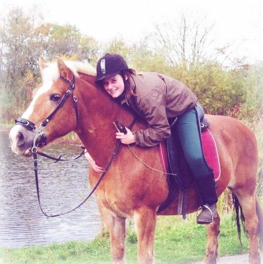 Haflinger Nina [Himmelhest] billede 2