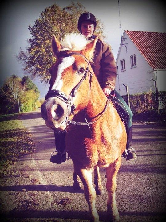 Haflinger Nina [Himmelhest] billede 14