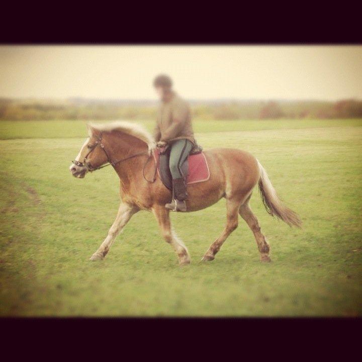 Haflinger Nina [Himmelhest] billede 7