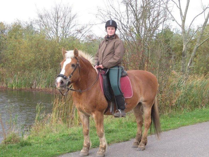 Haflinger Nina [Himmelhest] billede 16