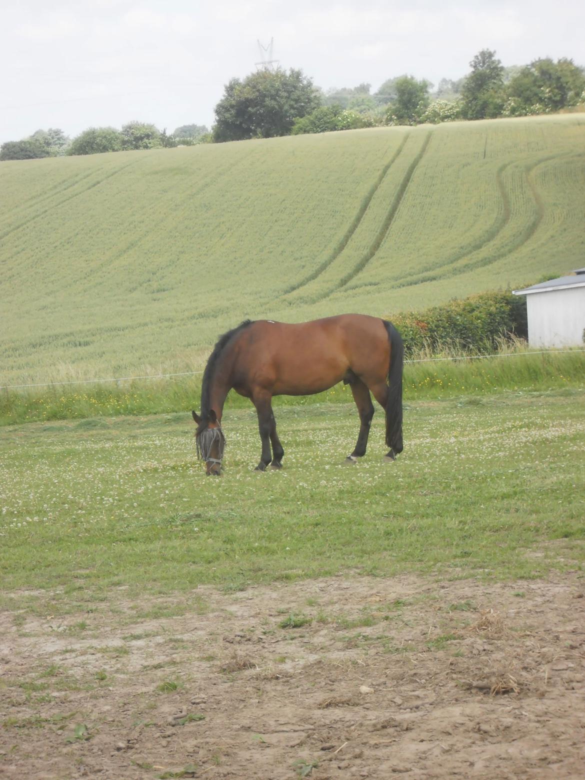 Pinto Elkær's Tidy<3 - Tidy, mindreng, det er nu 3 måneder siden at du blev aflivet, og der er ikke gået en dag hvor jeg ikke har tænkt på dig<3
du var en fantastisk dreng, og der er ikke nogen hest der kan erstatte din plads<3
Minskat, du var elsket, men vi ved også at vi gjor billede 17