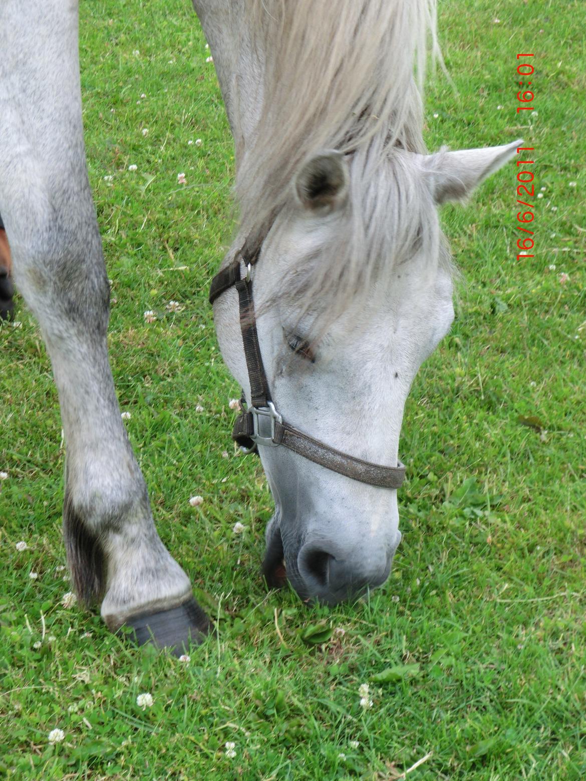 Connemara Hesselholts Kimberly - SOLGT billede 11