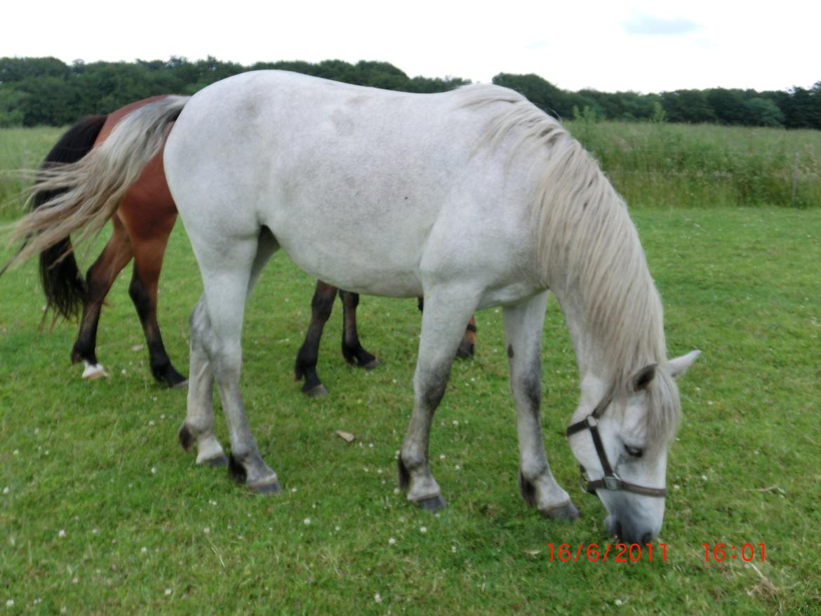 Connemara Hesselholts Kimberly - SOLGT billede 12