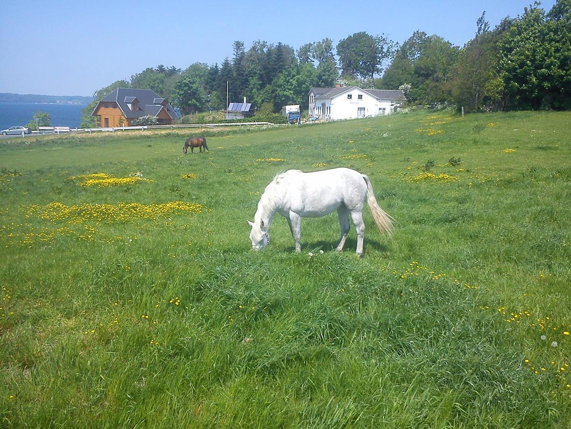 Connemara Hesselholts Kimberly - SOLGT billede 13