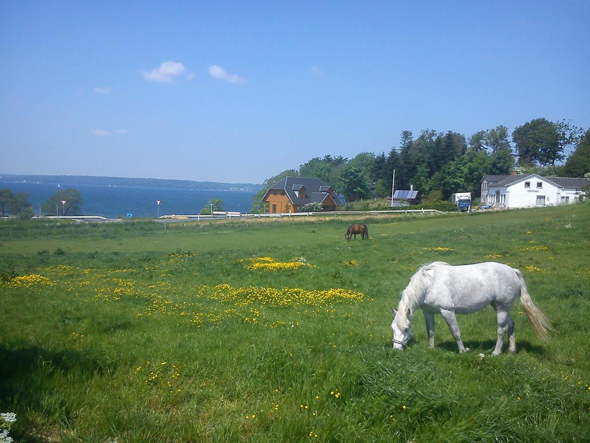 Connemara Hesselholts Kimberly - SOLGT billede 14